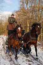 Two Franches Montagnes (Freiberger) Horse stallions 'Hombre' (left) and 'Natif' with traditional Grison harness, pull a Bern car at the National Stud of Avenches, in the canton of Vaud, Switzerland.