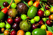 Varitey of fruits including wild avocado from Cloud Forest in Quetzales National Park, Savegre River Valley, Talamanca Range, Costa Rica, Central America