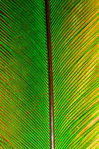 Quetzal (Pharomachrus mocinno) close-up of feather, Los Quetzales National Park, Savegre River Valley, Talamanca Range, Costa Rica, Central America