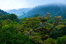Cloud forest, Monteverde Region, Costa Rica, Central America