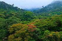 Cloud forest, Monteverde Region, Costa Rica, Central America