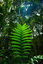 Sunrays shining on plant in understorey of Santa Elena Cloud Forest Nature Reserve, Monteverde Costa Rica, Central America