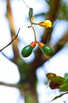 Aguacatillo Tree / Wild avocado (Persea caerulea) with fruits, Quetzales National Park, Savegre River Valley,Talamanca Range, Costa Rica, Central America