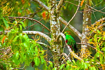 Quetzal (Pharomachrus mocinno) male in cloud forest,  Los Quetzales National Park, Savegre River Valley, Talamanca Range, Costa Rica, Central America