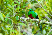 Quetzal (Pharomachrus mocinno) male perched on branch  in cloud forest,  Los Quetzales National Park, Savegre River Valley, Talamanca Range, Costa Rica, Central America