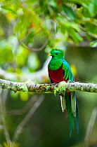 Quetzal (Pharomachrus mocinno) male perched on branch in cloud forest, Los Quetzales National Park, Savegre River Valley, Talamanca Range, Costa Rica, Central America