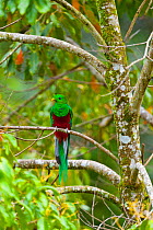 Quetzal (Pharomachrus mocinno) male in tree, cloud forest,  Los Quetzales National Park, Savegre River Valley, Talamanca Range, Costa Rica, Central America
