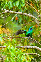 Quetzal (Pharomachrus mocinno) male taking off in cloud forest,  Los Quetzales National Park, Savegre River Valley, Talamanca Range, Costa Rica, Central America