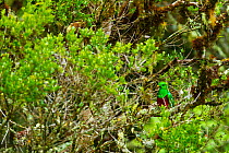 Quetzal (Pharomachrus mocinno) male in cloud forest,  Los Quetzales National Park, Savegre River Valley, Talamanca Range, Costa Rica, Central America
