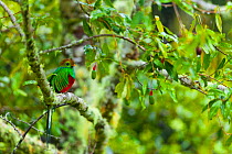 Quetzal (Pharomachrus mocinno) male in wild avocado tree, cloud forest,  Los Quetzales National Park, Savegre River Valley, Talamanca Range, Costa Rica, Central America