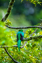 Quetzal (Pharomachrus mocinno) female in cloud forest,  Los Quetzales National Park, Savegre River Valley, Talamanca Range, Costa Rica, Central America
