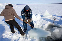 The dive entry hole (maina) has frozen overnight  and has to be cut again with a saw and blocks of ice removed, Arctic circle Dive Center, White Sea, Karelia, northern Russia March 2010