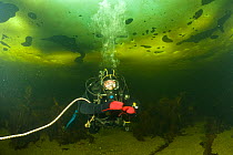 Scuba diver under ice, Arctic circle Dive Center, White Sea, Karelia, northern Russia, March 2010