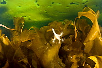 Stalked jellyfish (Lucernaria quadricornis) on kelp, Arctic circle Dive Center, White Sea, Karelia, northern Russia