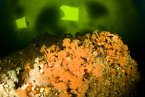 Plumose sea anemones (Metridium senile) under ice with cut breathing holes visible above, Arctic circle Dive Center, White Sea, Karelia, northern Russia