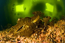 Kelp (Laminaria sp)  with cut diving holes in icevisible above, Arctic circle Dive Center, White Sea, Karelia, northern Russia