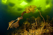 Kelp (Laminaria sp) under ice with cut diving holes visible above, Arctic circle Dive Center, White Sea, Karelia, northern Russia