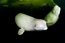 Beluga whales (Delphinapterus leucas), swimming under ice, Arctic circle Dive Center, White Sea, Karelia, northern Russia, captive