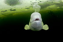 Beluga whale (Delphinapterus leucas) swimming under ice and exhaling air, with scuba diver in background, Arctic circle Dive Center, White Sea, Karelia, northern Russia, captive