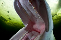 Beluga whale (Delphinapterus leucas) tries to bite camera in play, Arctic circle Dive Center, White Sea, Karelia, northern Russia, captive