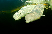 Beluga whales (Delphinapterus leucas) two swimming under ice, Arctic circle Dive Center, White Sea, Karelia, northern Russia, captive
