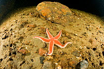 Sea star (Urasterias lincki) Arctic circle Dive Center, White Sea, Karelia, northern Russia