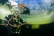 Scuba diver under ice, surfacing to the hole, Arctic circle Dive Center, White Sea, Karelia, northern Russia March 2010