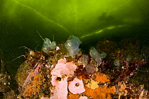 Colonial sea squirts (Ascidiacea) Arctic circle Dive Center, White Sea, Karelia, northern Russia