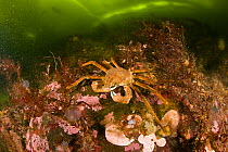 Great spider crab (Hyas araneus) Arctic circle Dive Center, White Sea, Karelia, northern Russia