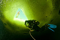 Scuba diver under ice, surfacing to the hole, viewed from underneath, Arctic circle Dive Center, White Sea, Karelia, northern Russia March 2010. No release available.