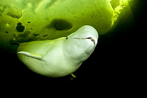 Beluga whale (Delphinapterus leucas) swimming under ice, Arctic circle Dive Center, White Sea, Karelia, northern Russia. Captive