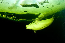 Beluga whale (Delphinapterus leucas) swimming under ice and exhaling air, Arctic circle Dive Center, White Sea, Karelia, northern Russia. Captive