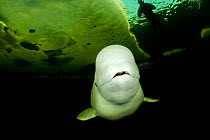 Beluga whale (Delphinapterus leucas) swimming under ice with diver above, Arctic circle Dive Center, White Sea, Karelia, northern Russia March 2010. Captive