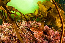Sculpin goby (Cottus cognatus) amongst kelp, (Laminaria sp.) Arctic circle Dive Center, White Sea, Karelia, northern Russia