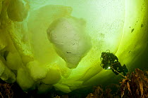 Scuba diver under ice formation, Arctic circle Dive Center, White Sea, Karelia, northern Russia, March 2010