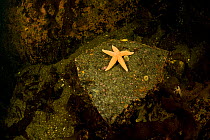 Common starfish (Asteria rubens) Arctic circle Dive Center, White Sea, Karelia, northern Russia