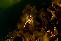 Stalked jellyfishes (Lucernaria quadricornis) on kelp, Arctic circle Dive Center, White Sea, Karelia, northern Russia