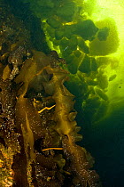 Kelp (Laminaria sp) under ice, Arctic circle Dive Center, White Sea, Karelia, northern Russia