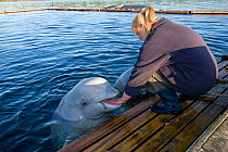 Beluga whales (Delphinapterus leucas) being hand fed by Maria the trainer, Arctic circle Dive Center, White Sea, Karelia, northern Russia, March 2010, captive