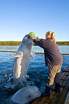 Beluga whales (Delphinapterus leucas) playing with Maria the trainer, Arctic circle Dive Center, White Sea, Karelia, northern Russia, March 2010, captive