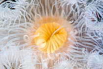 Plumose sea anemone (Metridium senile) mouth detail, Arctic circle Dive Center, White Sea, Karelia, northern Russia