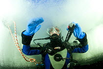 Scuba diver under ice, surfacing to the hole, Arctic circle Dive Center, White Sea, Karelia, northern Russia March 2010