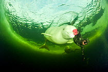 Free diver with Beluga whales (Delphinapterus leucas) swimming under ice, Arctic circle Dive Center, White Sea, Karelia, northern Russia March 2010, captive