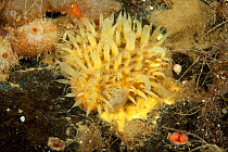 Sponge (Porifera) Arctic circle Dive Center, White Sea, Karelia, northern Russia