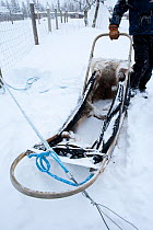 Sledge used for sled dogs inside Riisitunturi National Park, Lapland, Finland