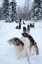 Siberian Husky dogs used for sled dogs inside Riisitunturi National Park, Lapland, Finland