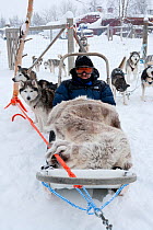 Tourist wrapped up and ready to go with the sled dogs, Riisitunturi National Park, Lapland, Finland