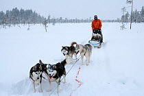 Siberian Husky dogs pulling sled inside Riisitunturi National Park, Lapland, Finland