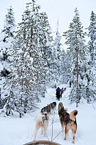 Siberian Husky dogs pulling sled through forest inside Riisitunturi National Park, Lapland, Finland