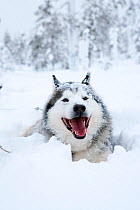 Siberian Husky dog used as sled dogs inside Riisitunturi National Park, Lapland, Finland
